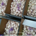 Golden Supplier of Fresh White Garlic New Crop